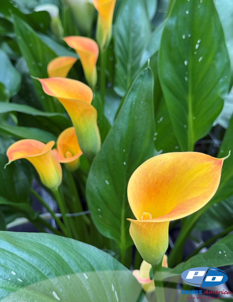 Lady Marmalade - Calla / Zantedeschia