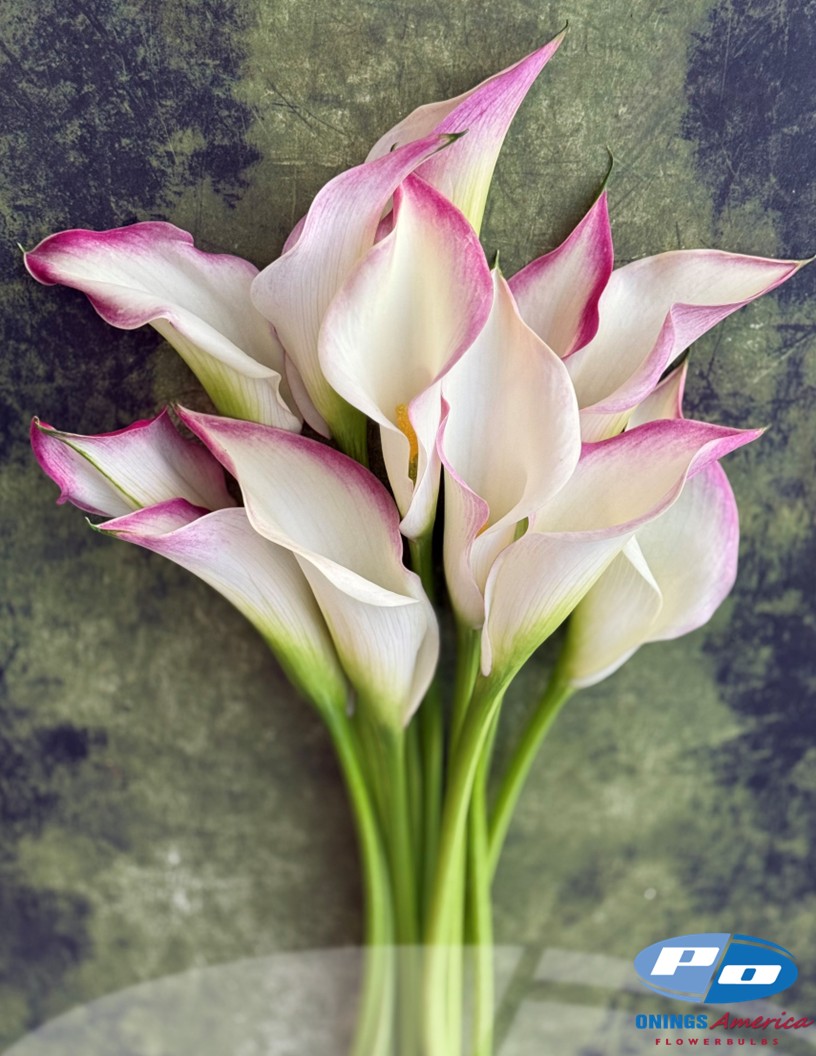 Call Mario - Calla / Zantedeschia Photo #2