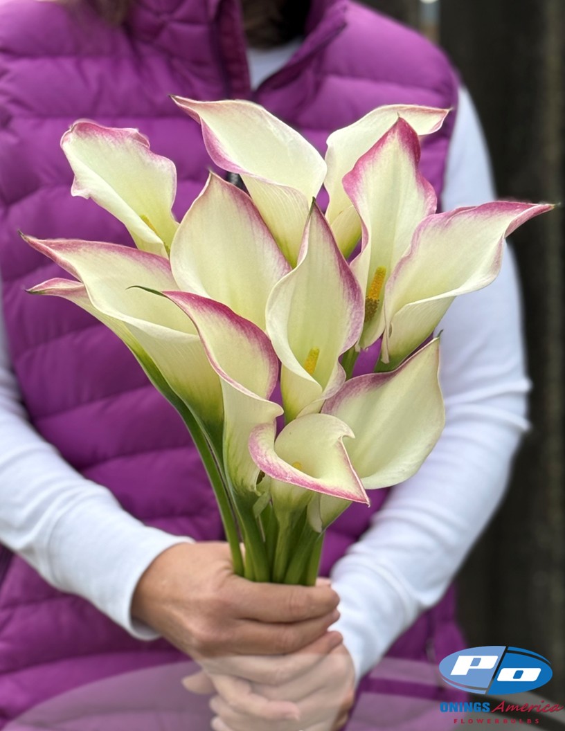 Call Mario - Calla / Zantedeschia Photo #1