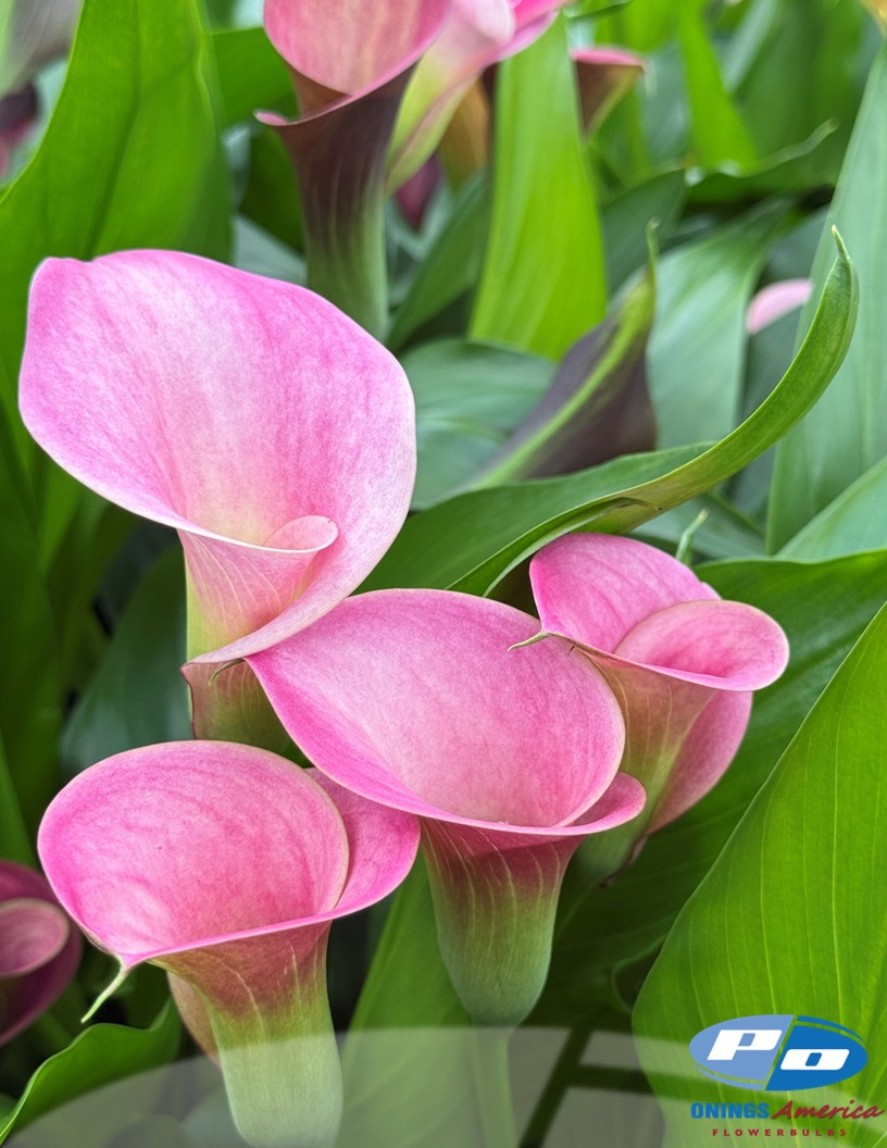 Pretty Art  - Calla / Zantedeschia