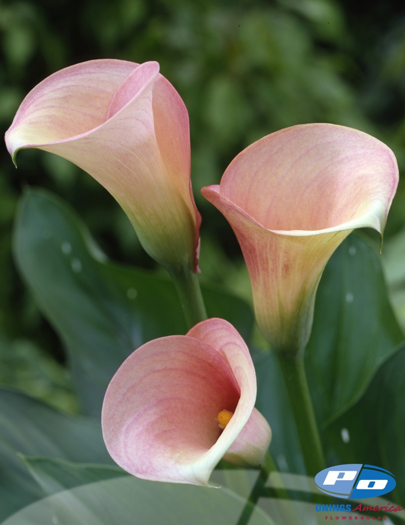 Captain Rosetta - Calla / Zantedeschia Photo #2