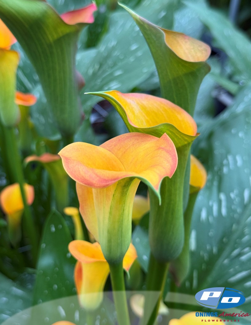 Captain Serengeti - Calla / Zantedeschia