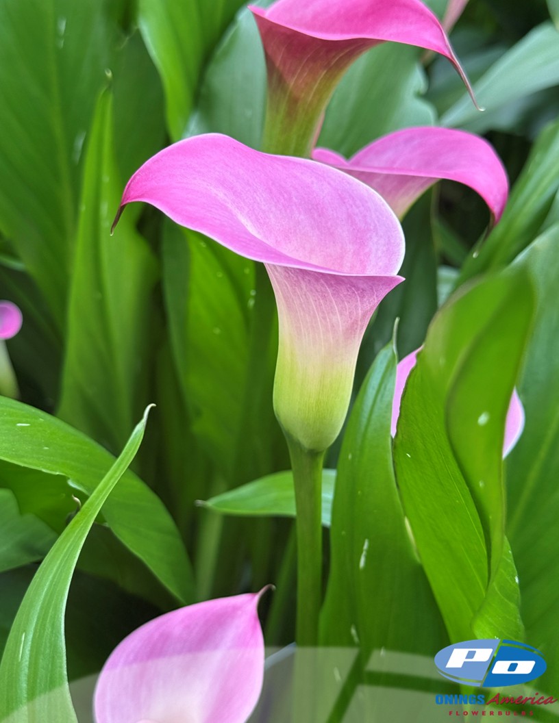 Sumatra - Calla / Zantedeschia