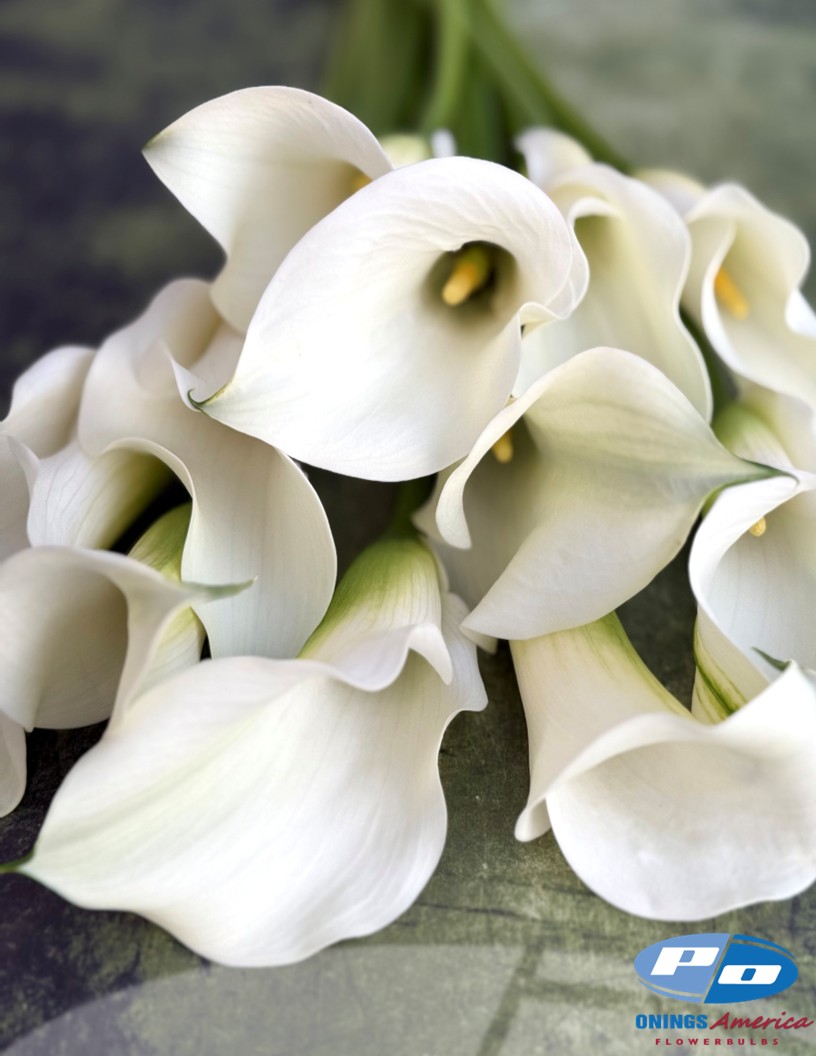 Captain Ventura - Calla / Zantedeschia Photo #2