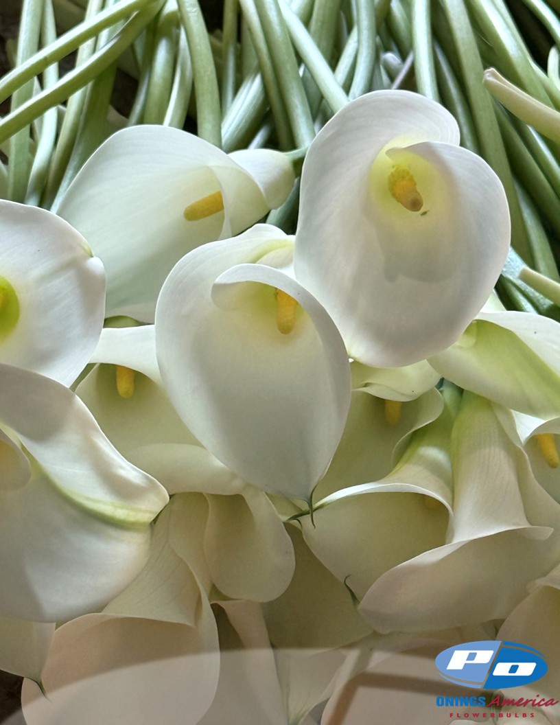 Captain Ventura - Calla / Zantedeschia Photo #2