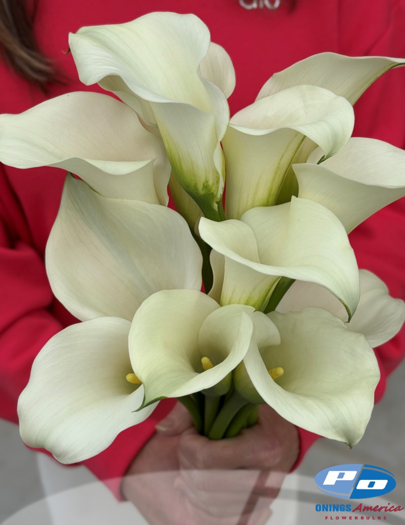 Captain Ventura - Calla / Zantedeschia Photo #1