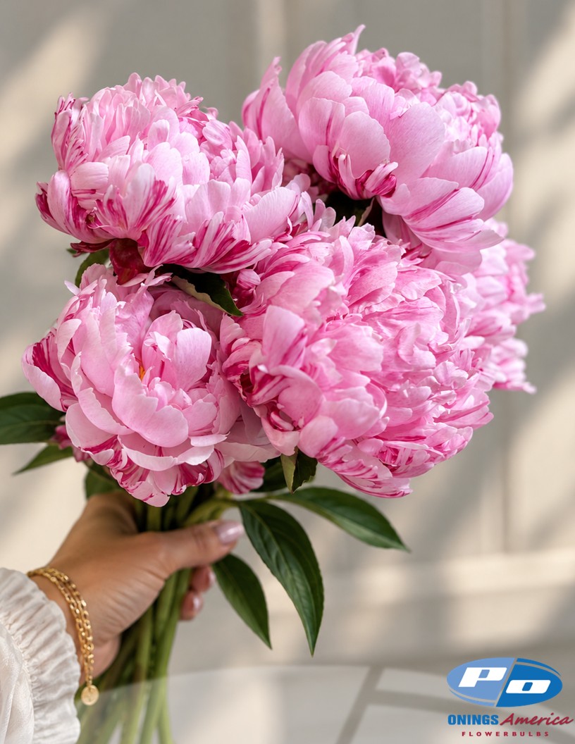 Candy Stripe - Peonies