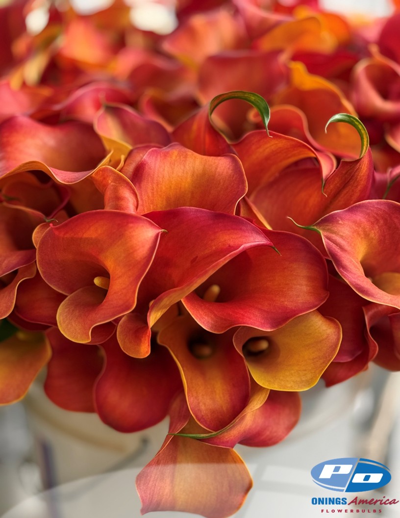 Captain Odeon - Calla / Zantedeschia Photo #2