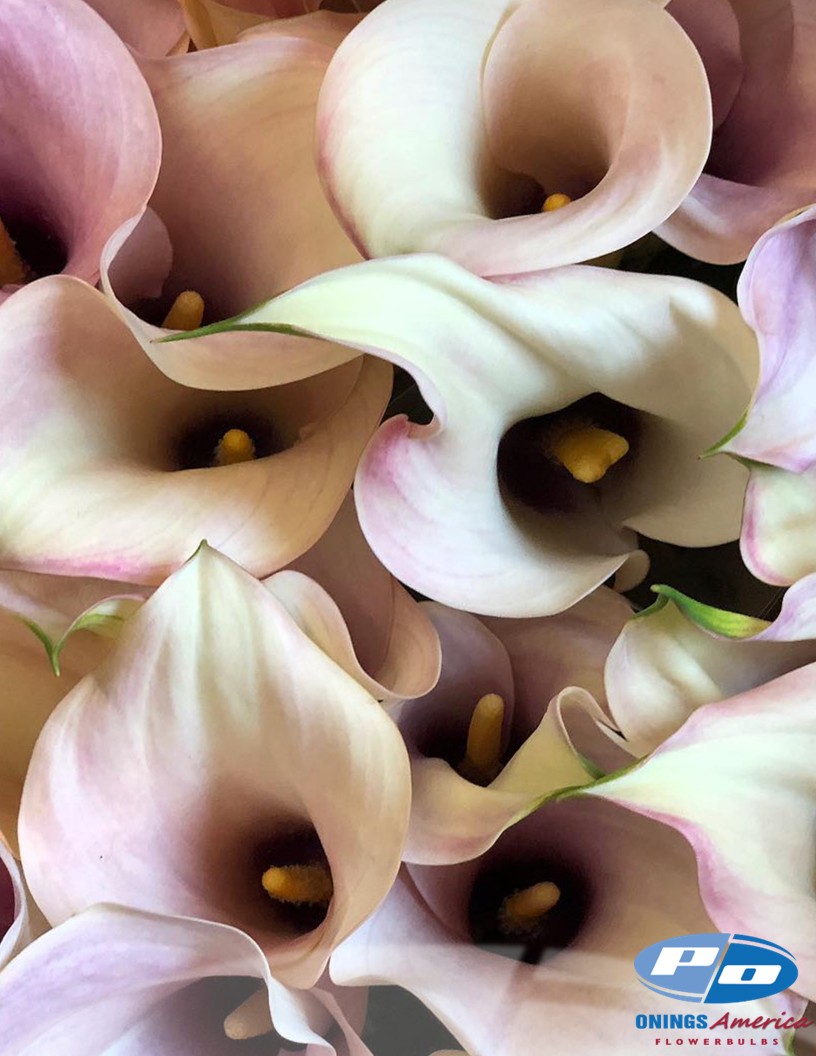 Captain Rosetta - Calla / Zantedeschia Photo #2