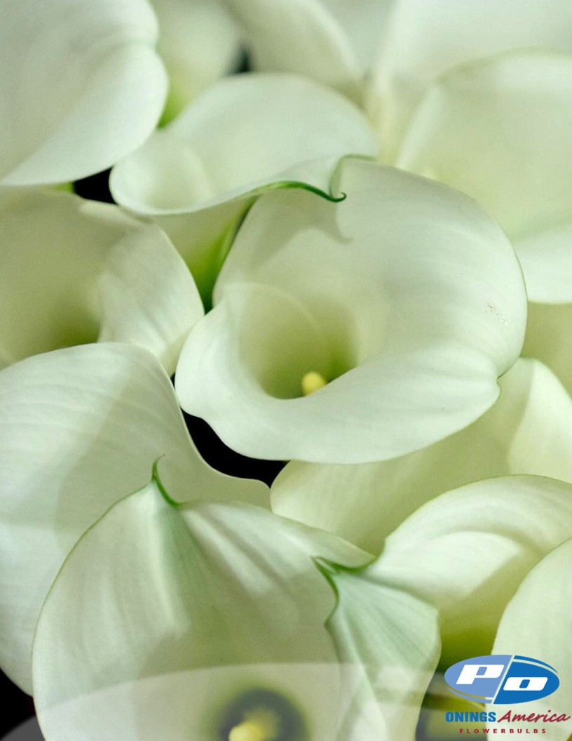 Captain Ventura - Calla / Zantedeschia Photo #2