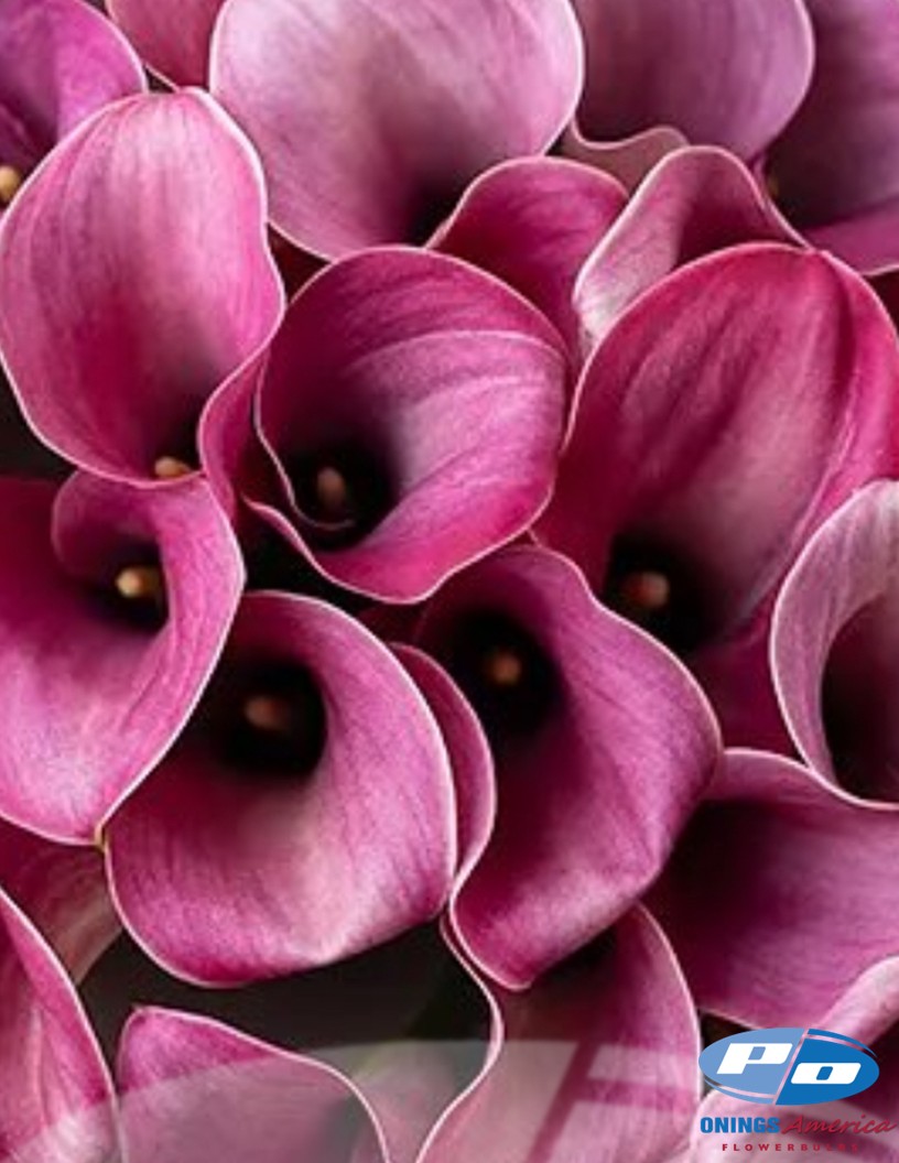 Captain Romance - Calla / Zantedeschia