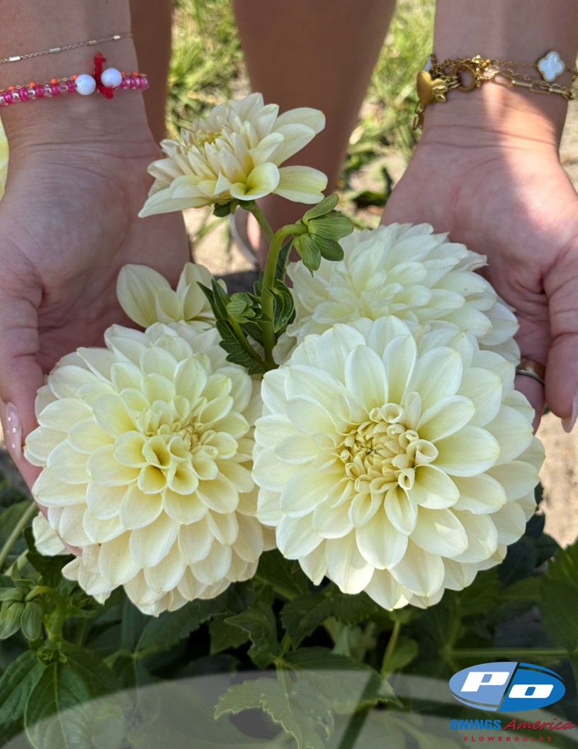 Caramel Antique - Dahlia