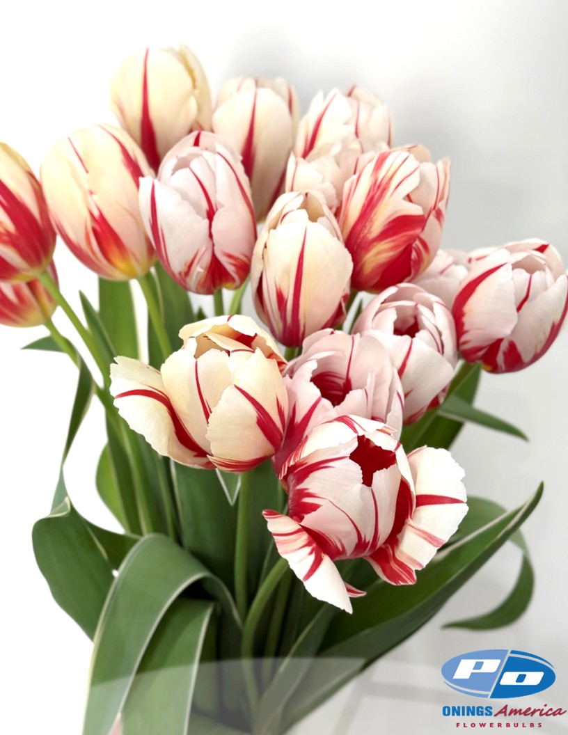 Carnaval de Rio - Tulips Photo #2