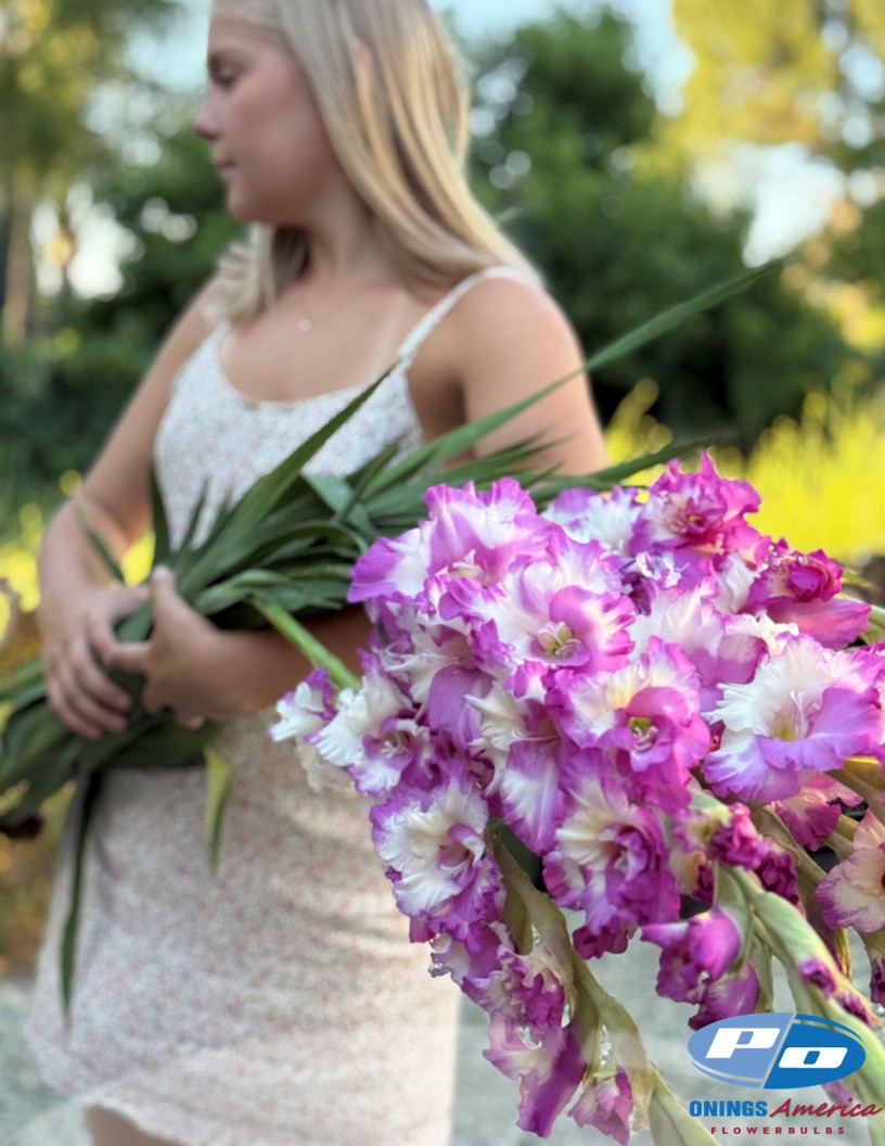 Cera Corfina - Gladiolus Photo #2