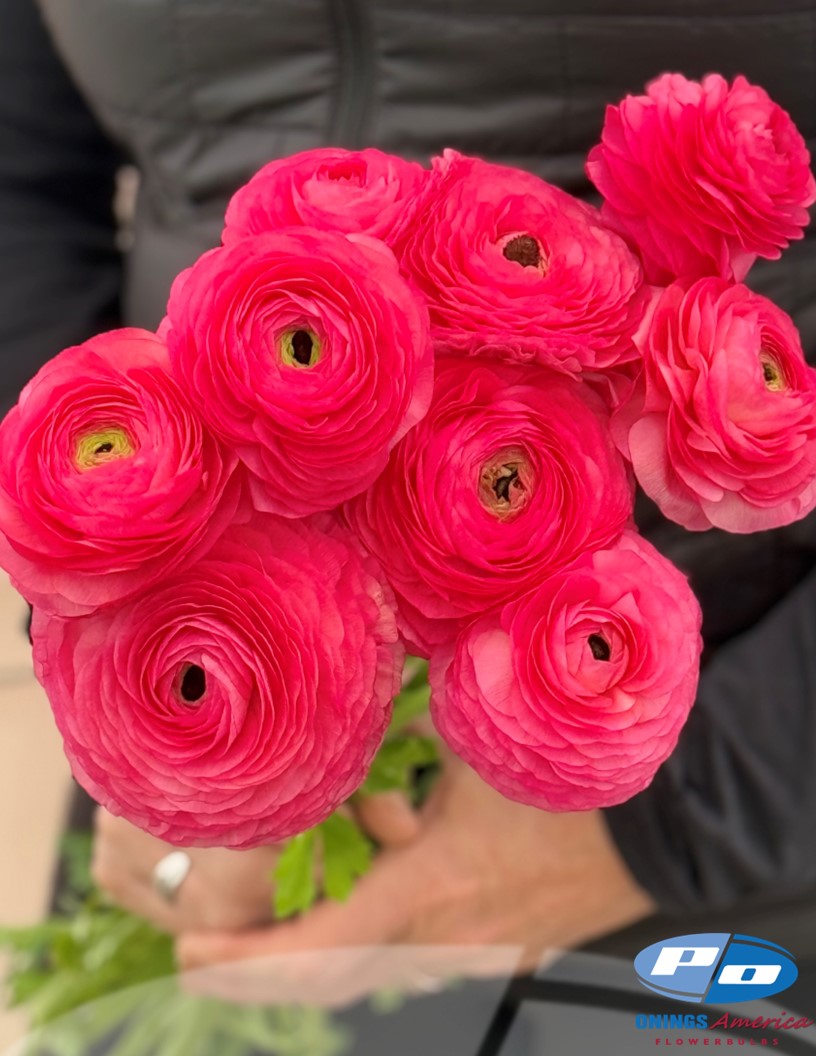 Cloni Success Charleston - Cloni® Ranunculus Photo #2