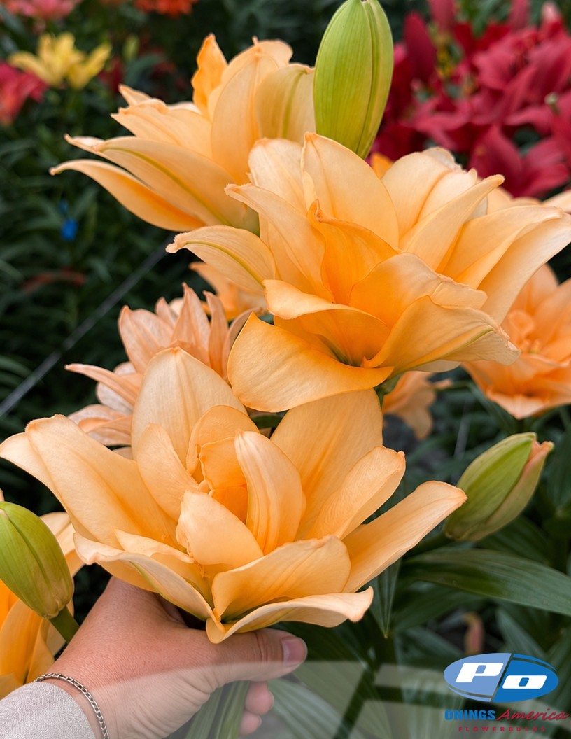 Charming Beauty - Double / Pollen-less LxA Hybrid Lilies Photo #2