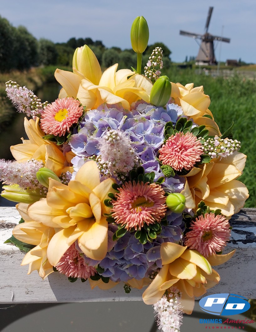 Charming Beauty - Double / Pollen-less LxA Hybrid Lilies