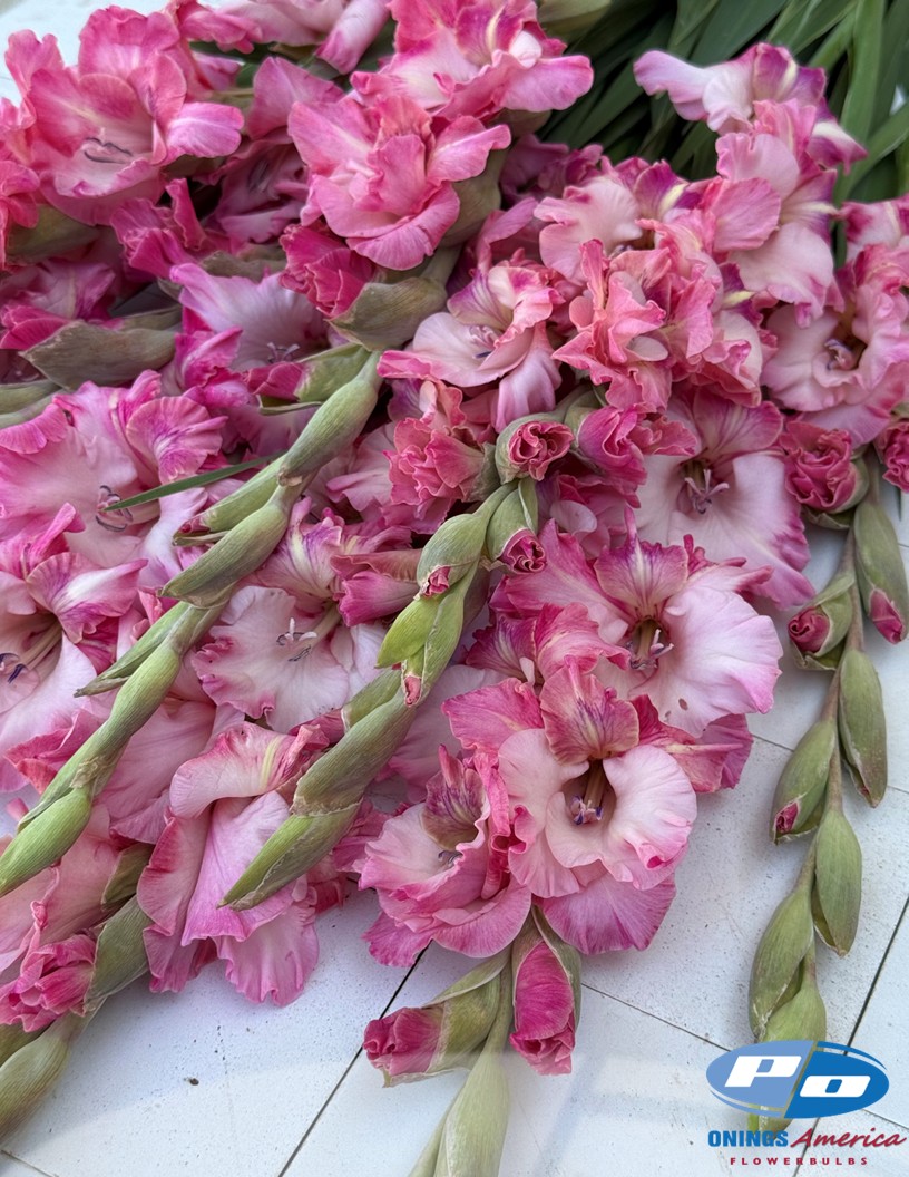 Cherry Candy - Gladiolus Photo #2