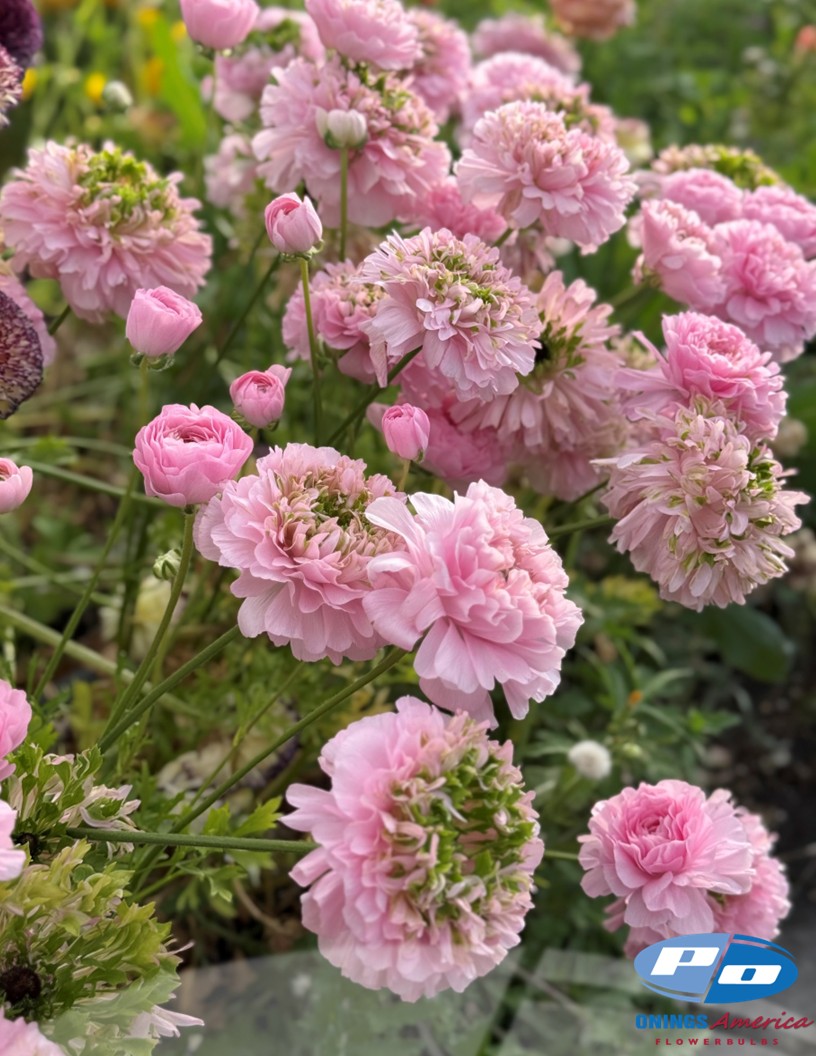 Cloni Success Green Pink - Cloni® Ranunculus Photo #2