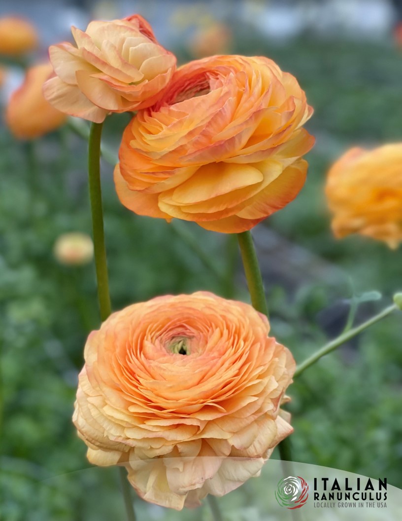 Cloni Success Honey (Pesca 750pc) - Cloni® Ranunculus Photo #2