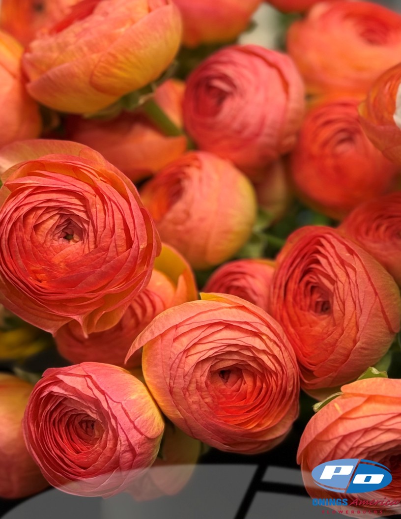 Cloni Success Aragosta (770PC) - Cloni® Ranunculus Photo #2
