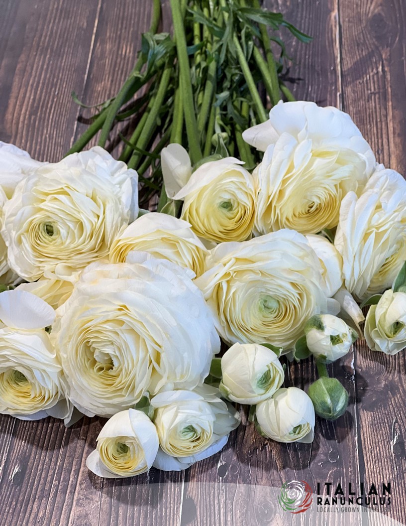 Cloni Success Crema - Cloni® Ranunculus Photo #2