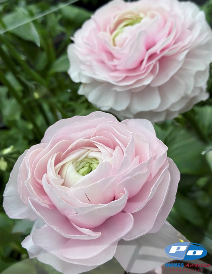 Cloni Success 419 PIN - Cloni® Ranunculus