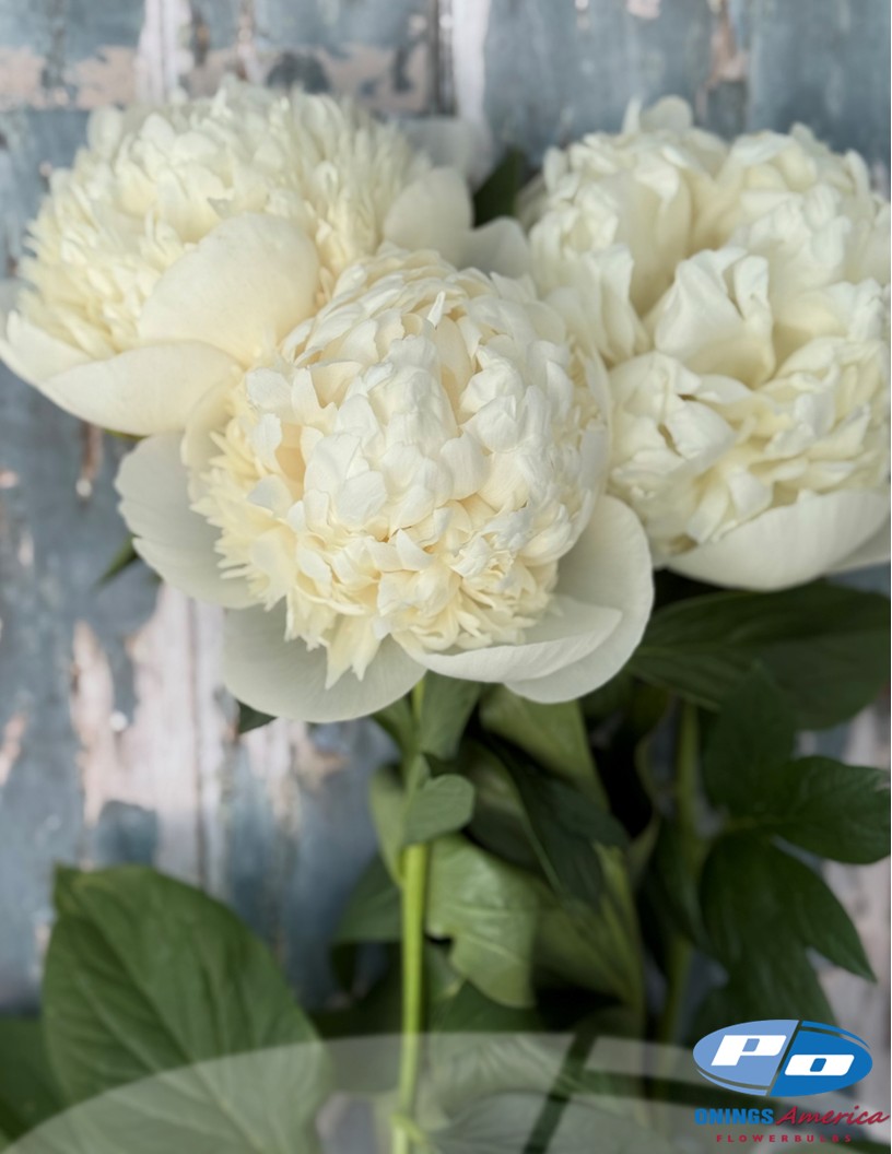 Colonel Owen Cousins - Peonies Photo #2
