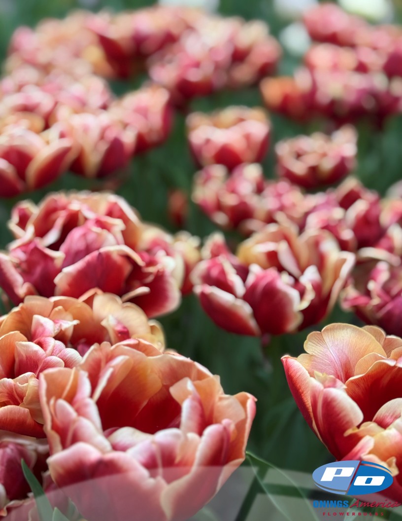 Congo - Tulips Photo #1