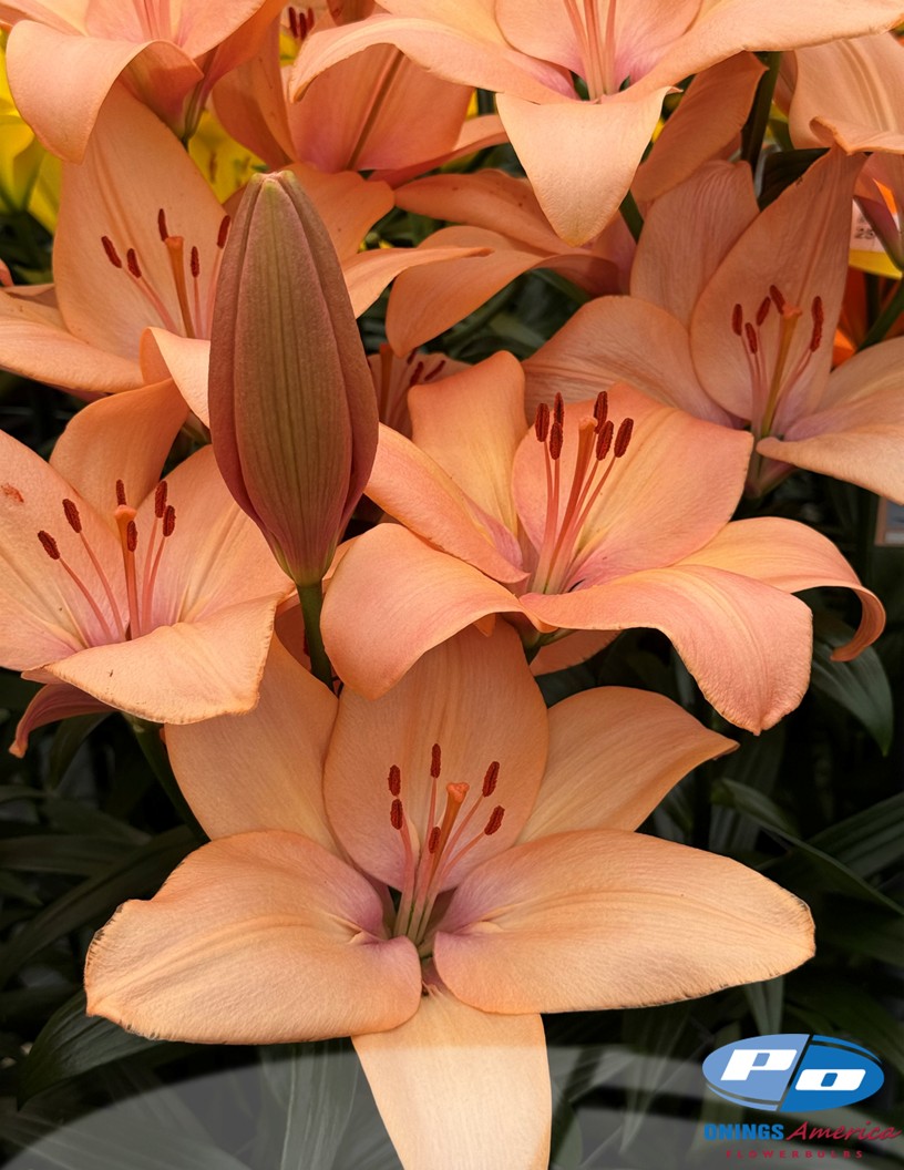 Coral Sunset - LxA Hybrid Lilies Photo #2