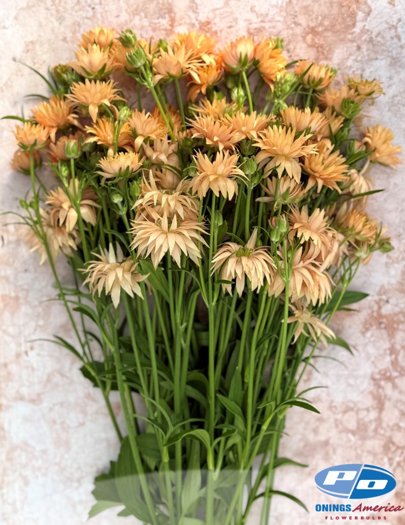 Natura Moderna Cosmo (807MDN) - Natura Moderna® Ranunculus Photo #2