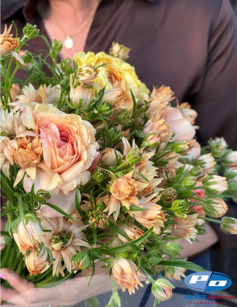 Natura Moderna Cosmo (807MDN) - Natura Moderna® Ranunculus Photo #2