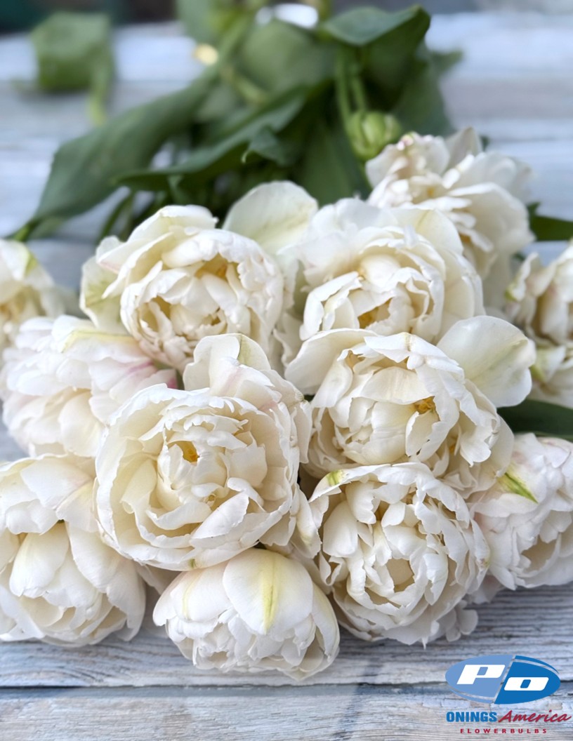 Cotton Candy - Tulips Photo #1