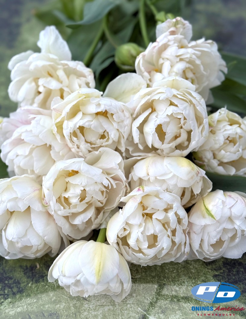 Cotton Candy - Tulips Photo #2