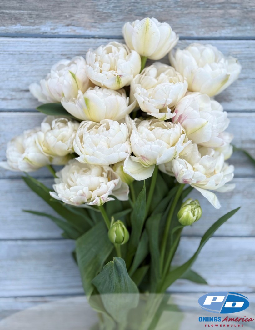 Cotton Candy - Tulips Photo #2