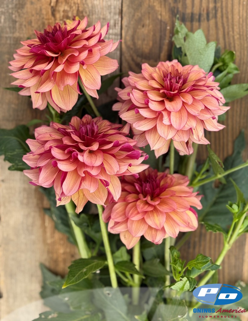 Creme de Cognac - Dahlia Photo #2