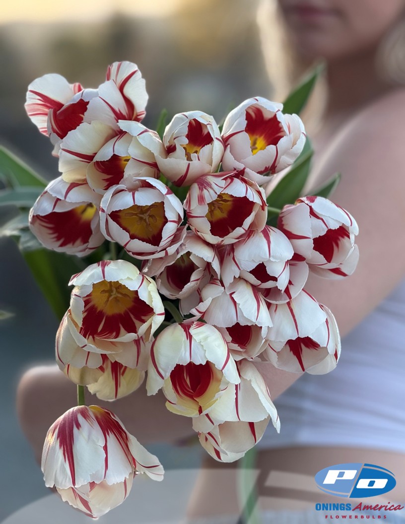 Carnaval de Rio - Tulips Photo #2