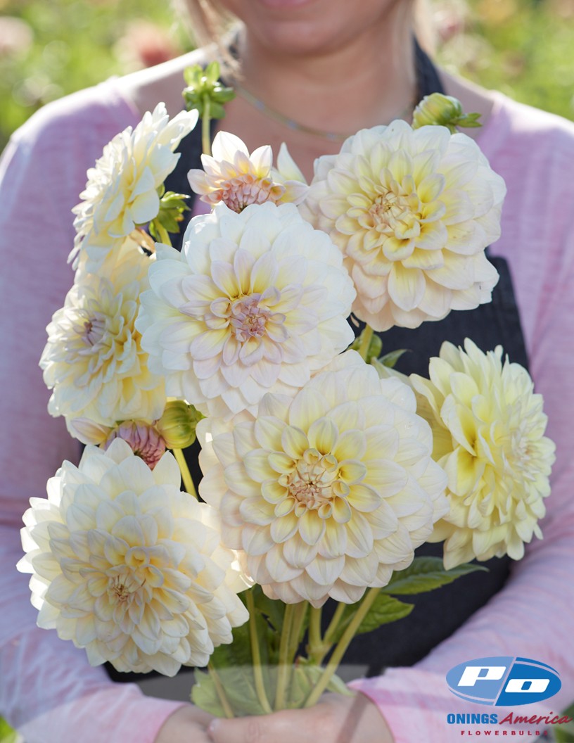 Alloway Cottage - Dahlia