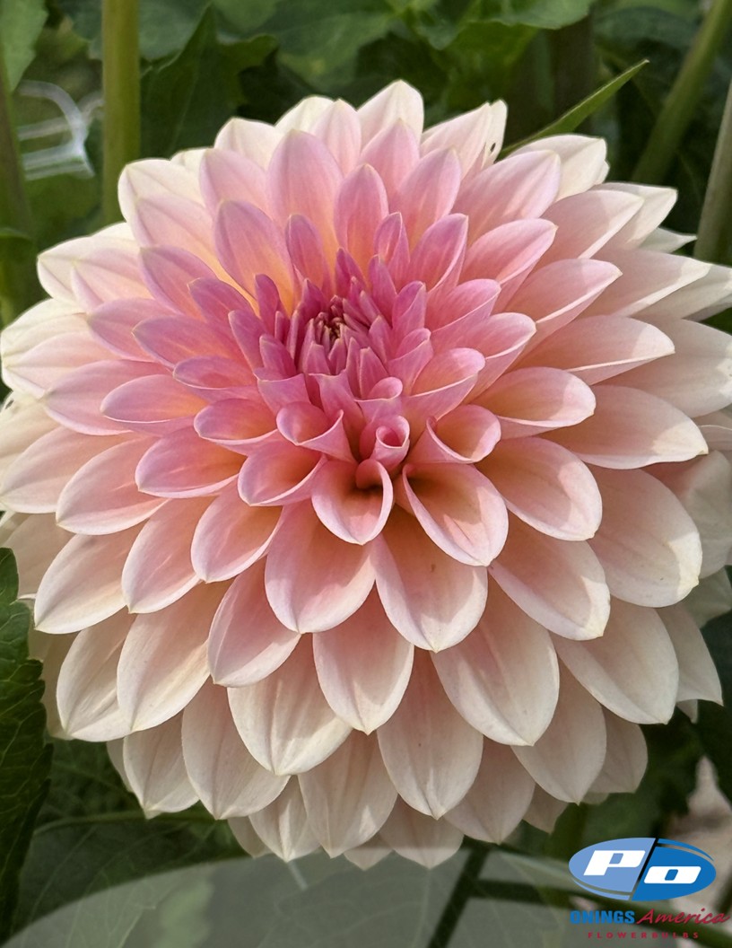 Beauty Queen - Dahlia Photo #2