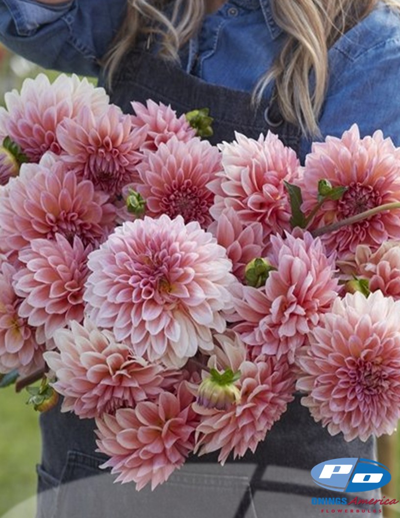 Beauty Queen - Dahlia Photo #1