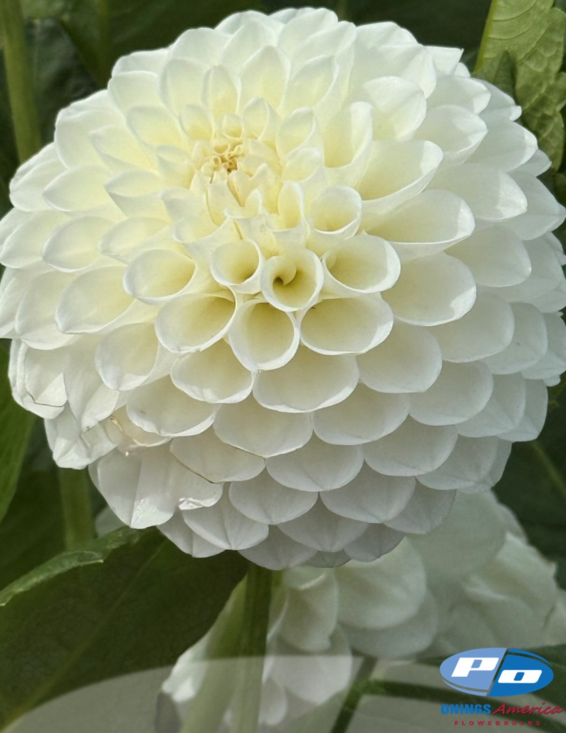 Boom Boom White - Dahlia Photo #2