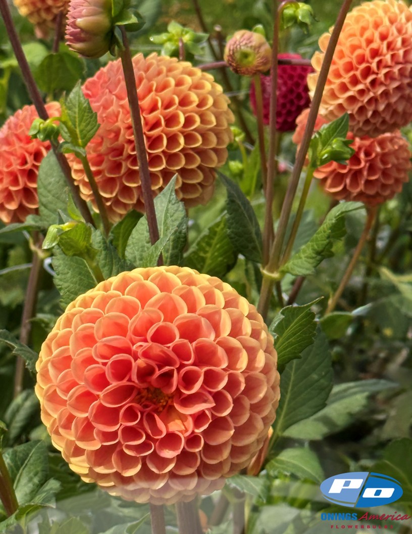 Cornel Brons - Dahlia Photo #2