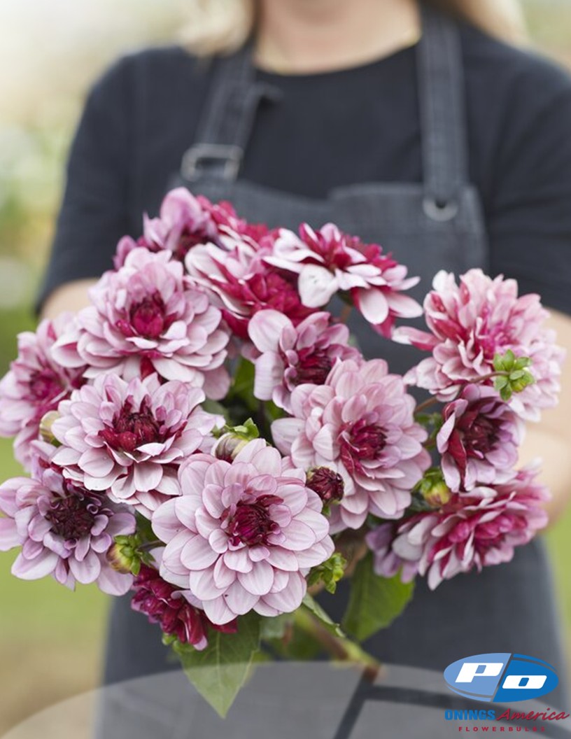 Creme de Cassis - Dahlia Photo #1