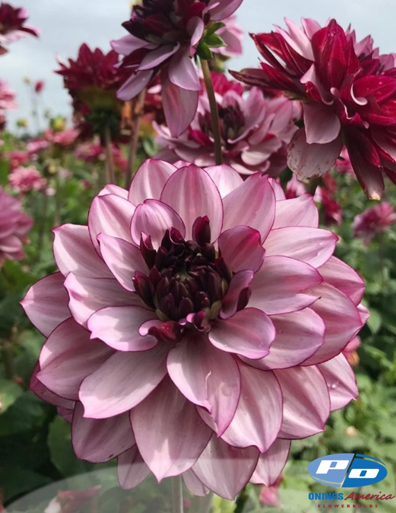 Creme de Cassis - Dahlia Photo #2