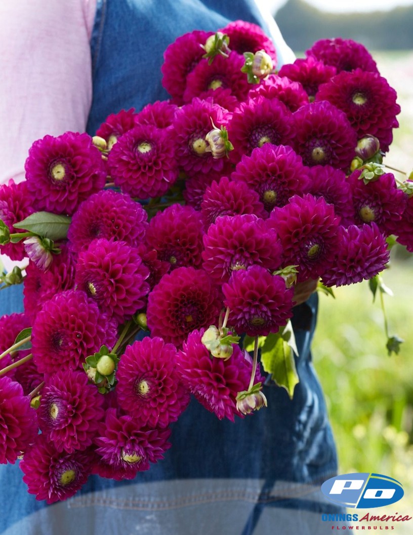 Cryfield Harmony - Dahlia Photo #1