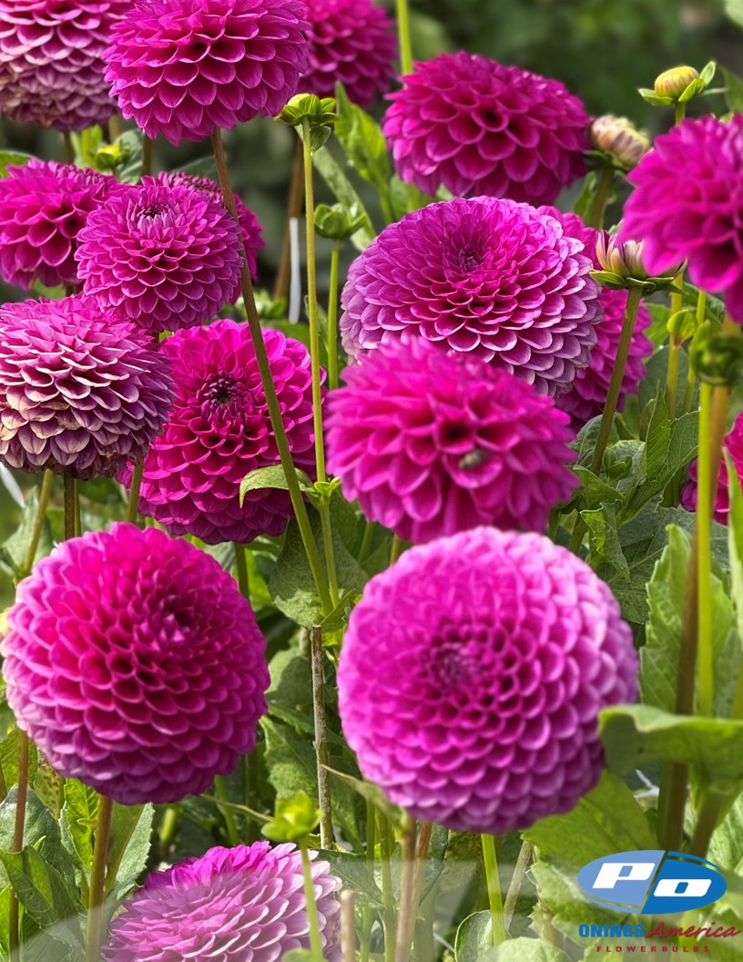 Cryfield Harmony - Dahlia Photo #2