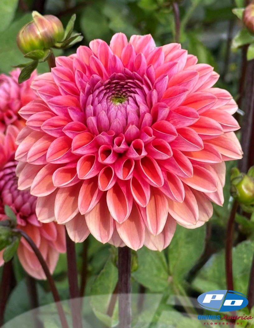 Daisy Duke - Dahlia Photo #2