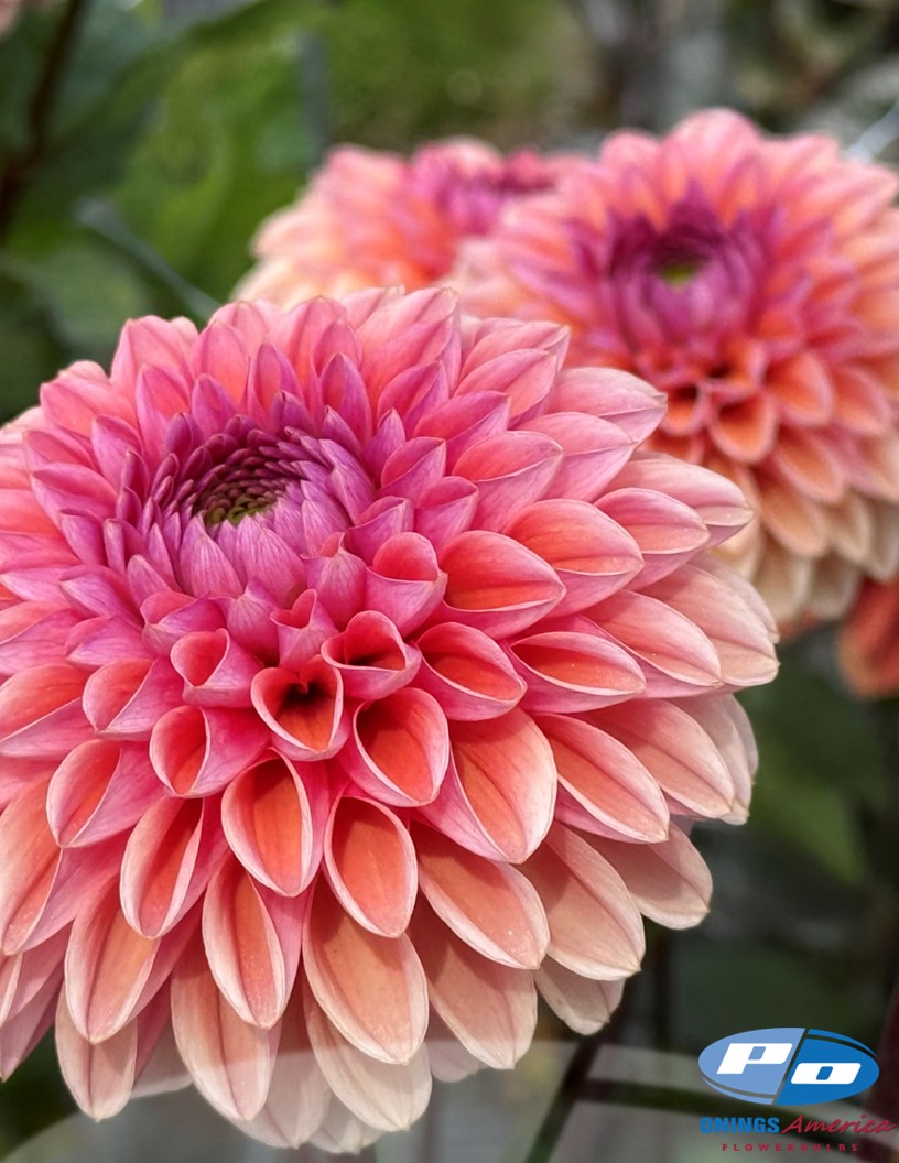 Daisy Duke - Dahlia Photo #2