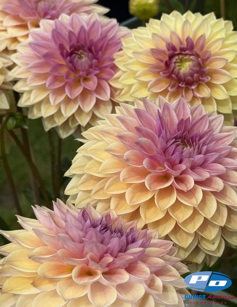 Dusty Beauty - Dahlia Photo #2