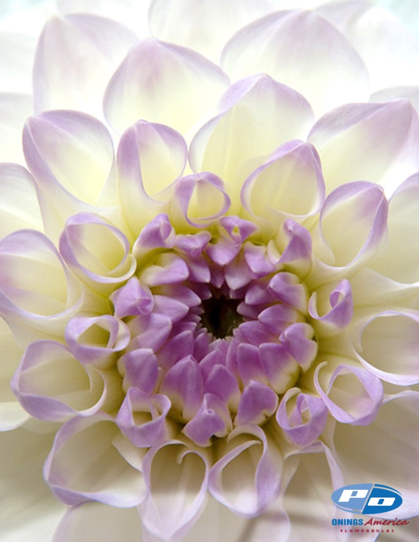 Eveline - Dahlia Photo #2